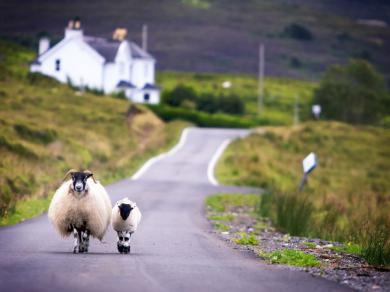 Daži interesanti fakti par un ap Skotijas aitām